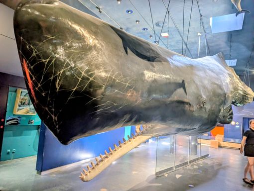 Ausgestellter Walfisch im Museum